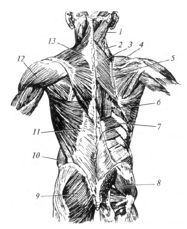 Мышцы спины анатомия син